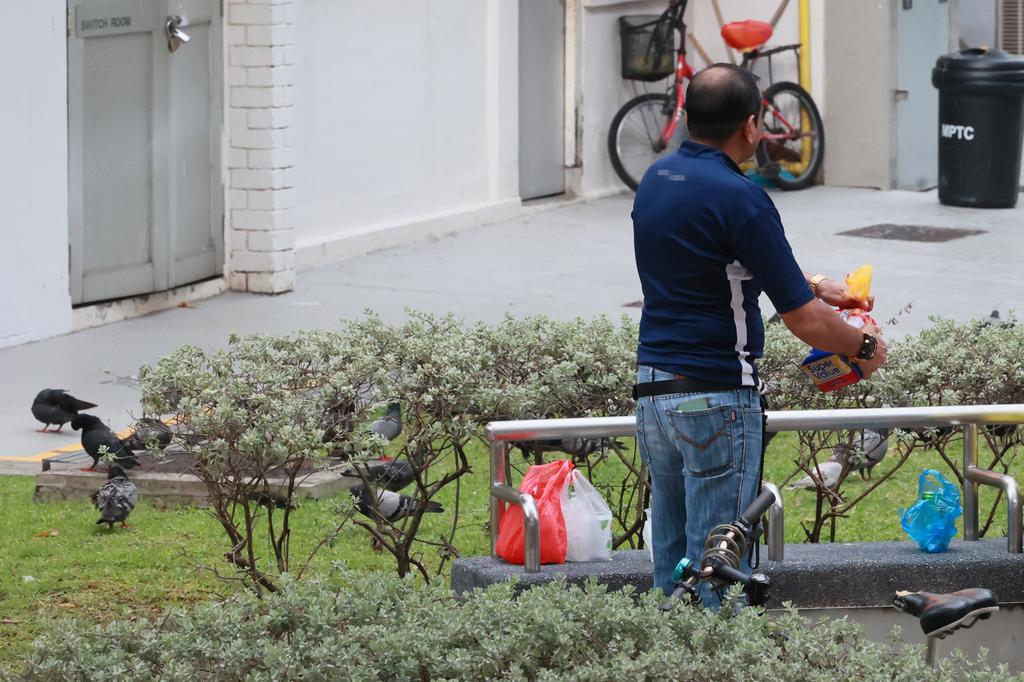 Hundreds of pigeons report on time every day, residents complain that men are suffering from feeding pigeons