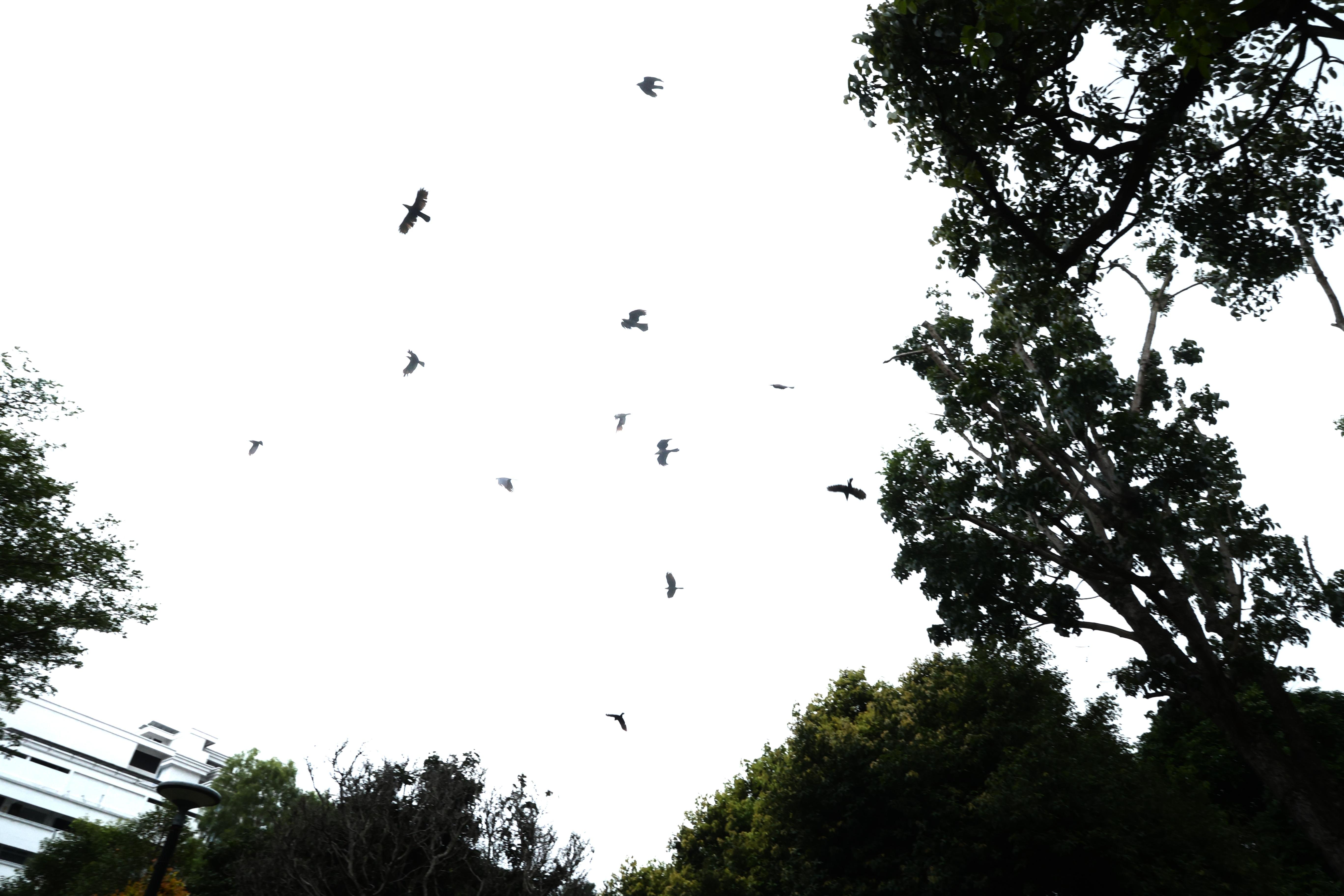 Authorities will send people to continue to prune trees and shrubs regularly to prevent crows from building nests and post notices in surrounding neighborhoods to remind residents not to feed crows. (Photo by Cai Zhenhong)